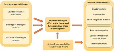 Endocrine Disrupting Chemicals and Reproductive Health in Boys and Men
